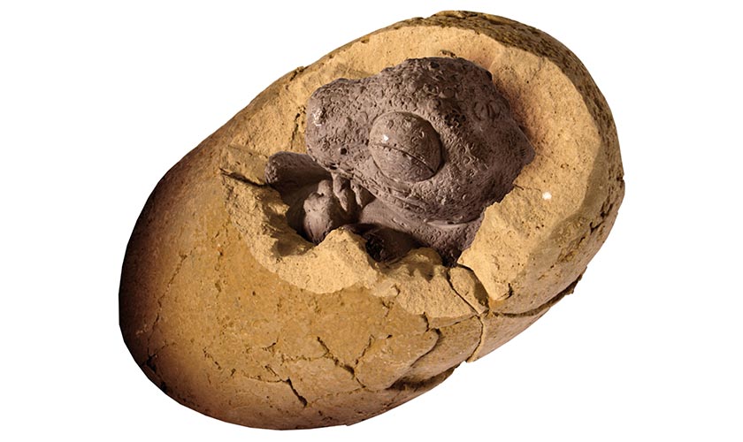 how big is a tyrannosaurus rex egg